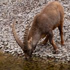 Steinbock, Wilhelma Stuttgart