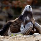 Steinbock Yoga