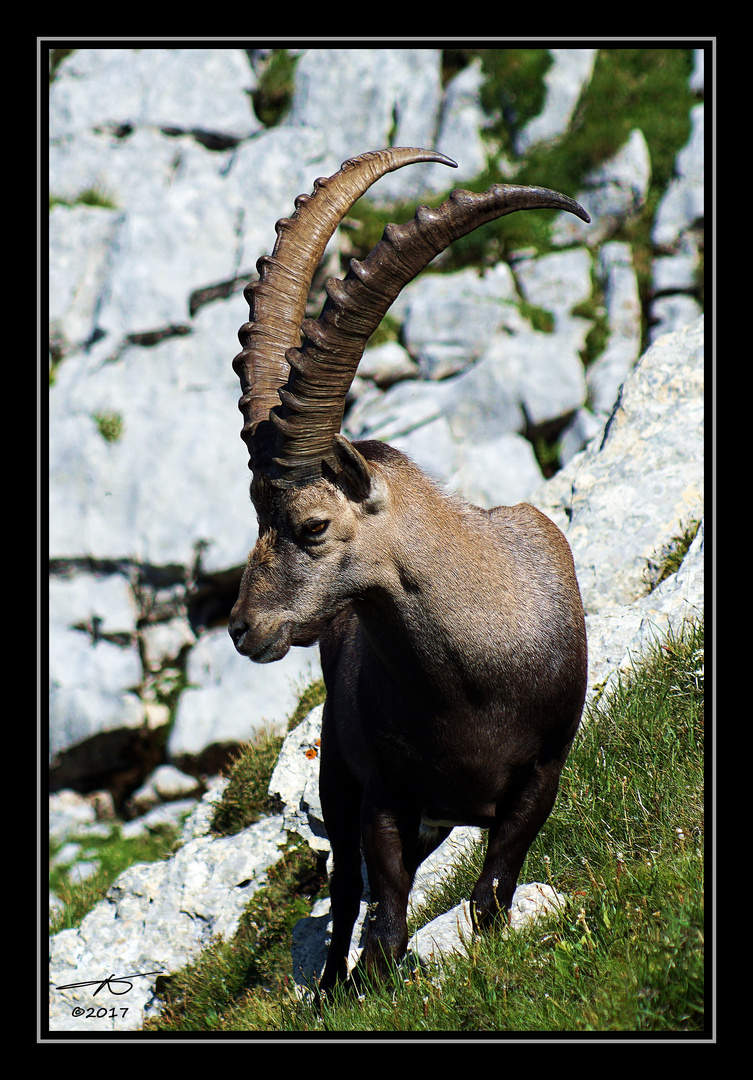 Steinbock#15_170719