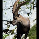 Steinbock#15_170719