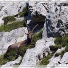 Steinbock#2_170719