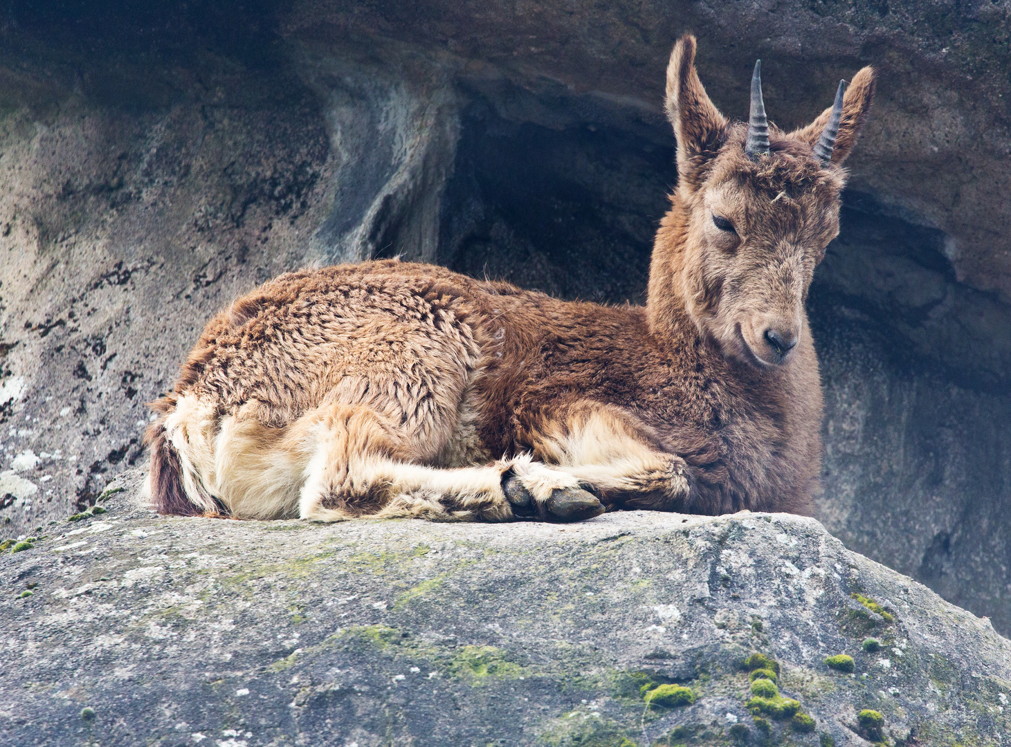 Steinbock_3211