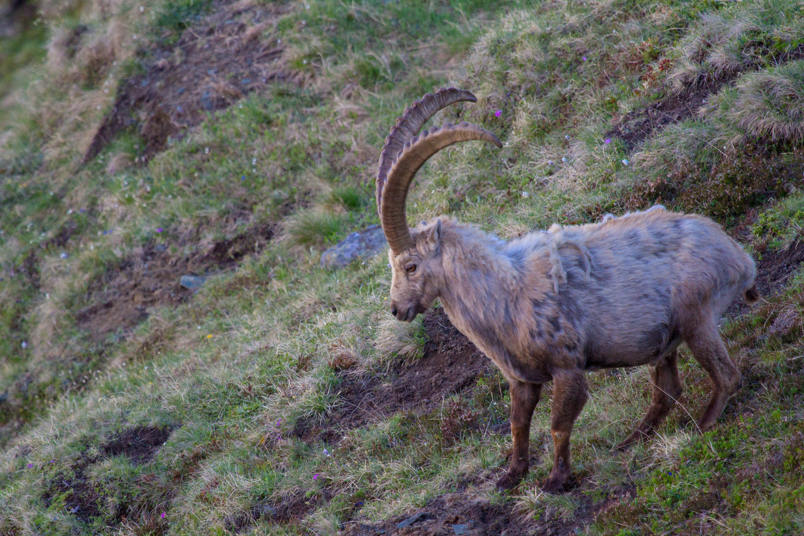 Steinbock_4