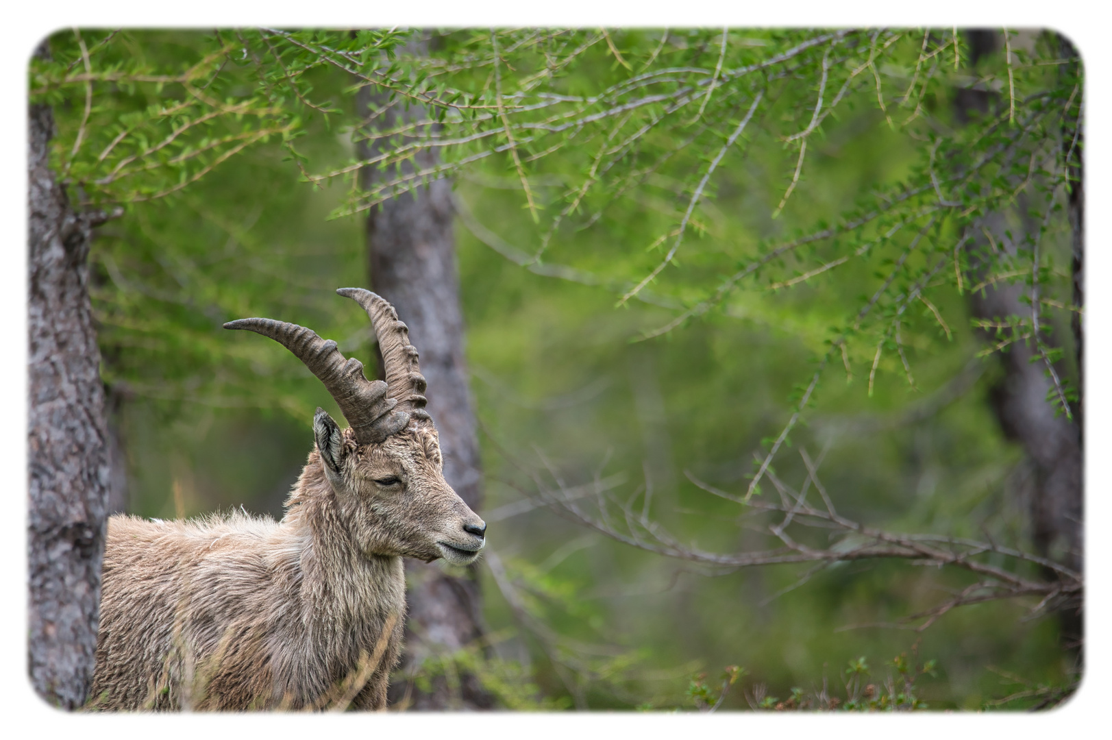 Steinbock4