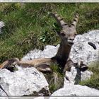 Steinbock#5_170719