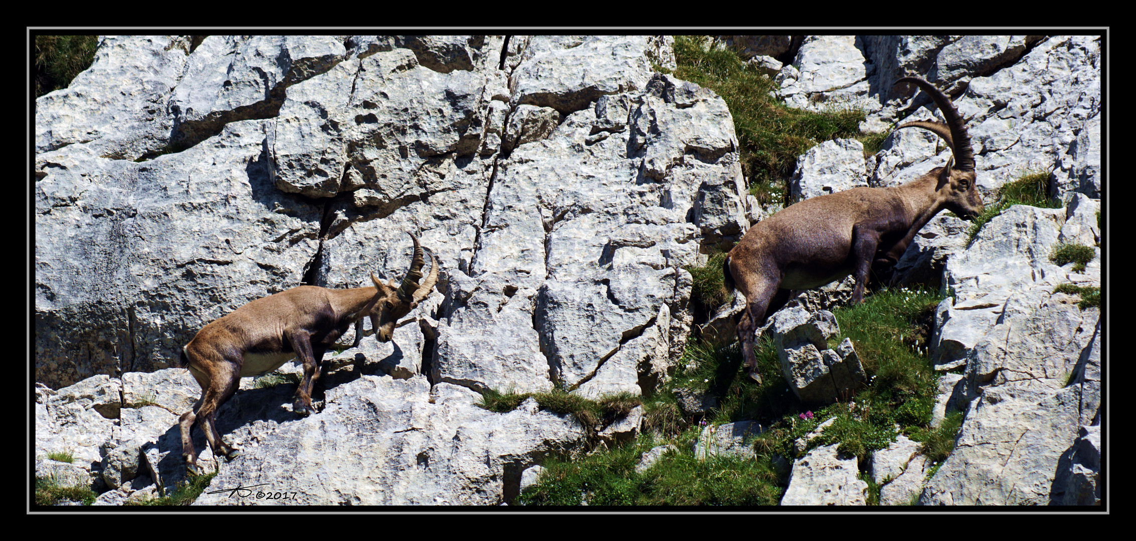 Steinbock#8_170719