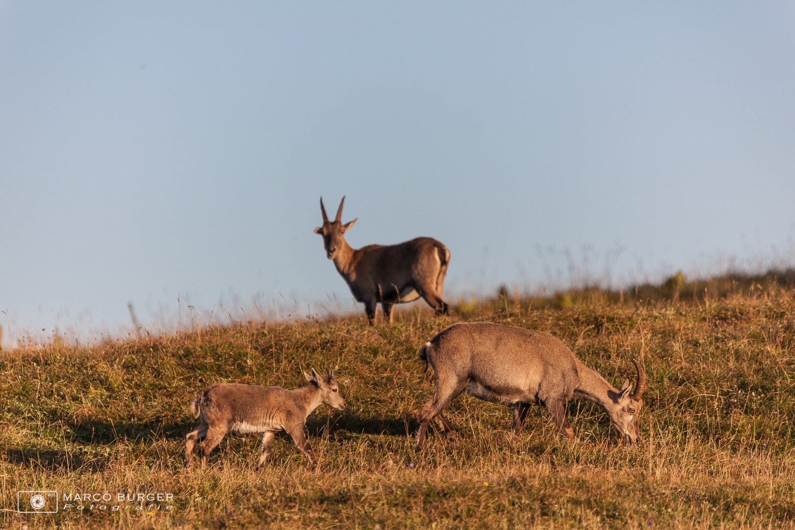 Steinbockfamilie im Abendlicht