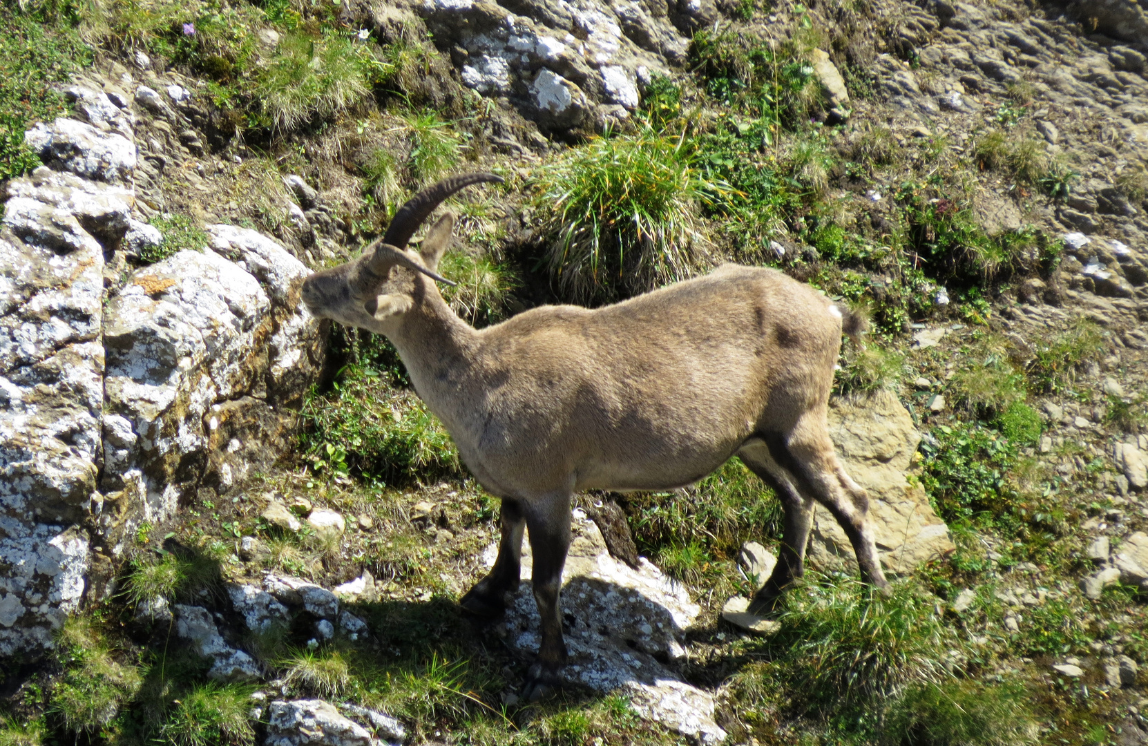 Steinbockgeiss