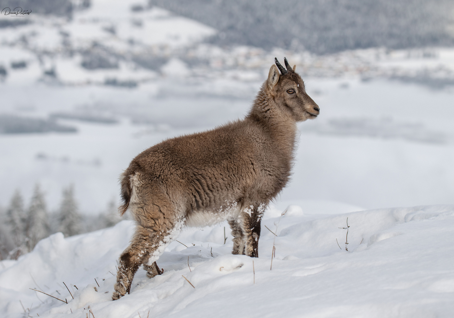 Steinbockkitz - der kleine Poser