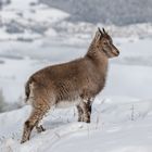 Steinbockkitz - der kleine Poser