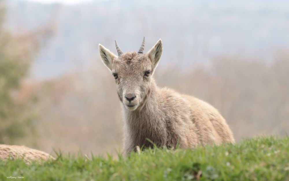 Steinbockkitz