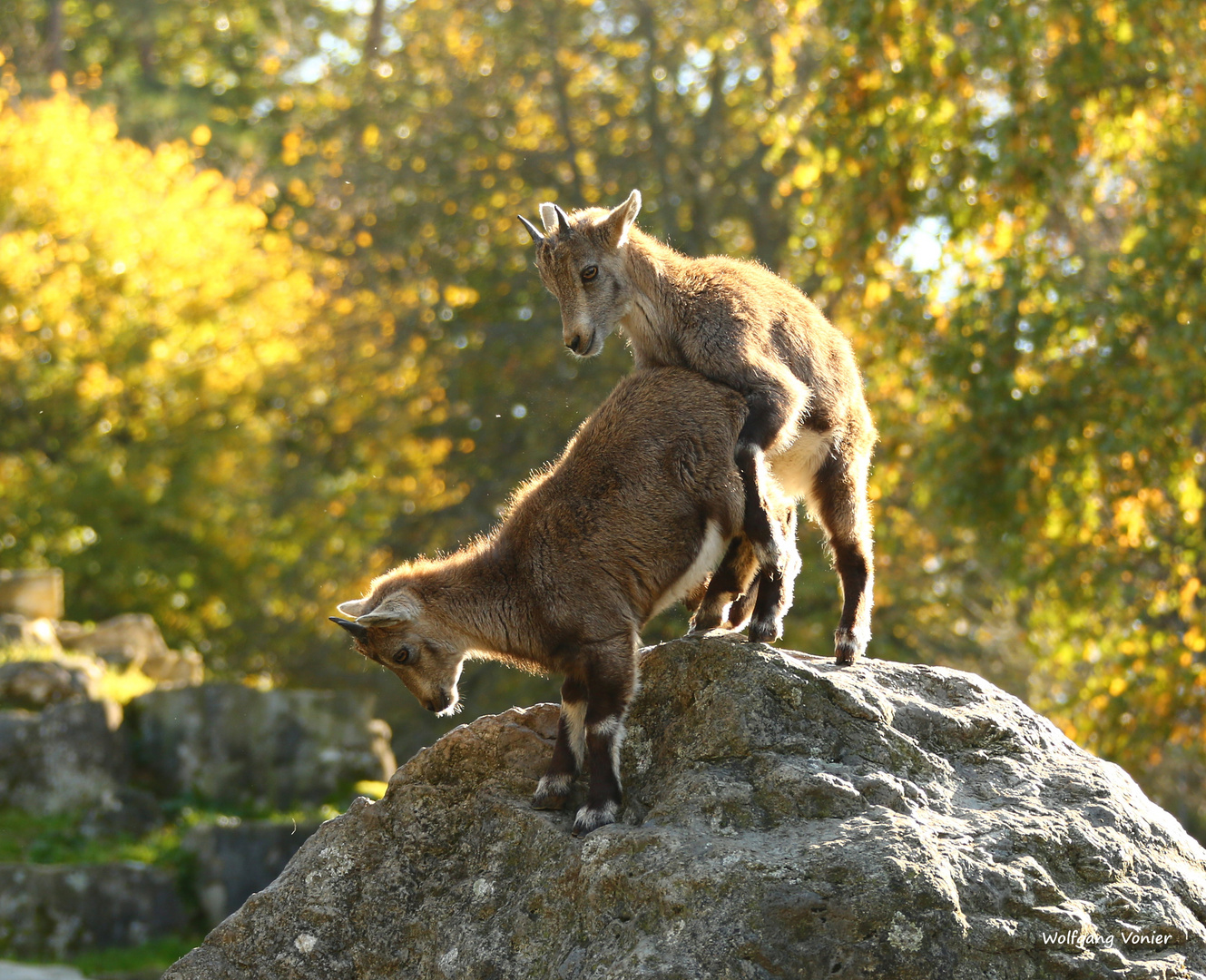 Steinbockkitze