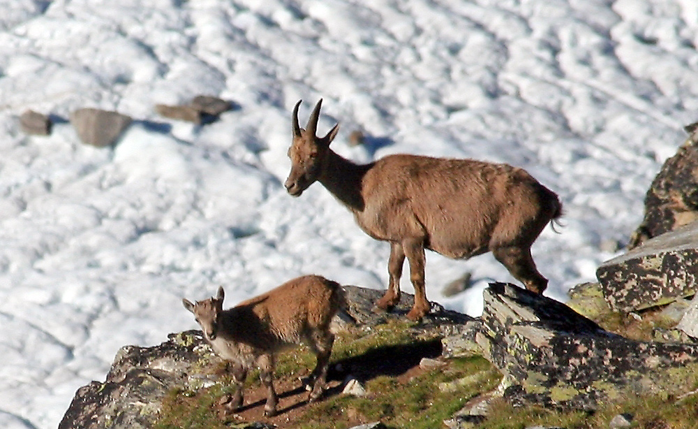 Steinbockmama unterhalb der Gornergrates