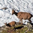 Steinbockmama unterhalb der Gornergrates