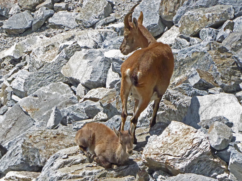 Steinbockmutter mit Kitz