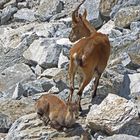 Steinbockmutter mit Kitz