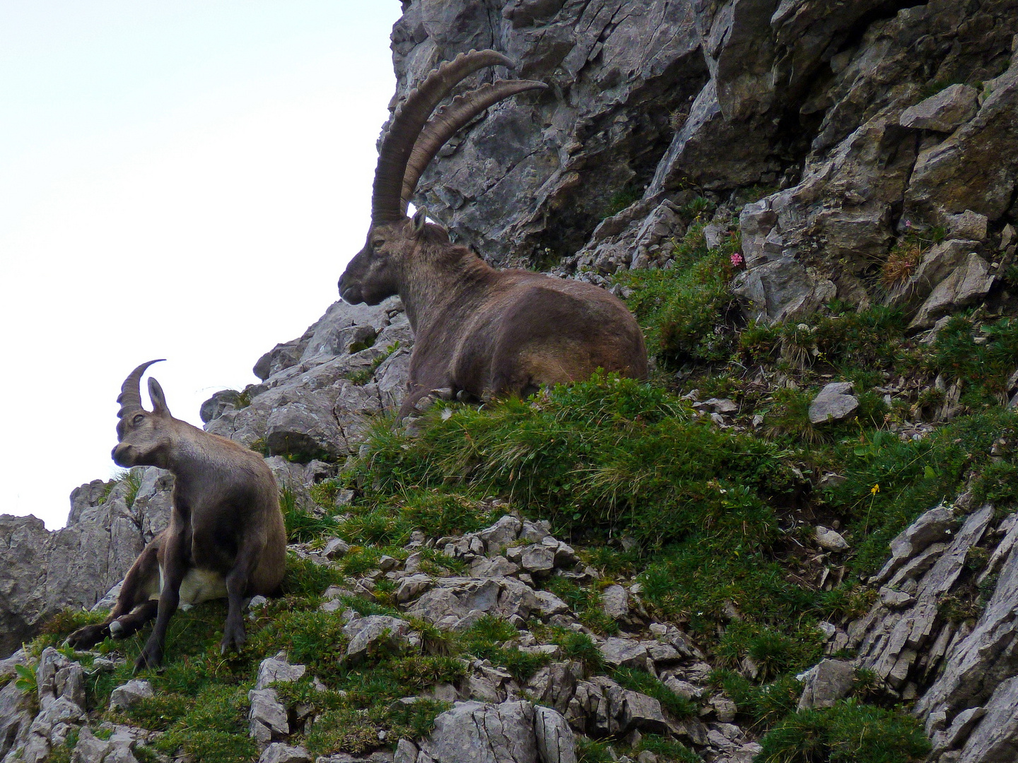 Steinbock(tour)