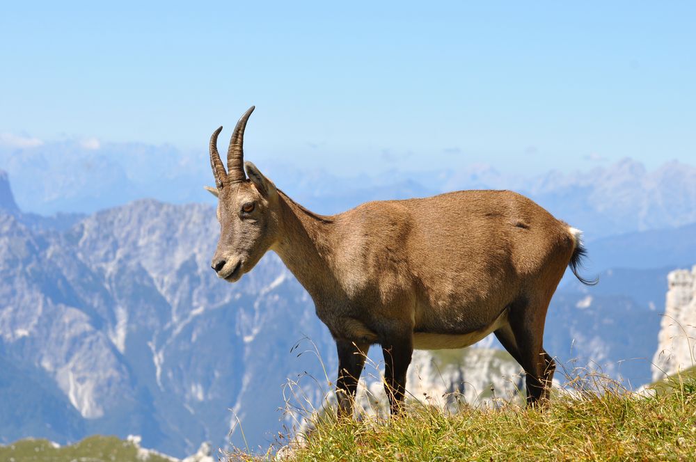 Steinbockweibchen (Capra ibex)