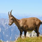 Steinbockweibchen (Capra ibex)