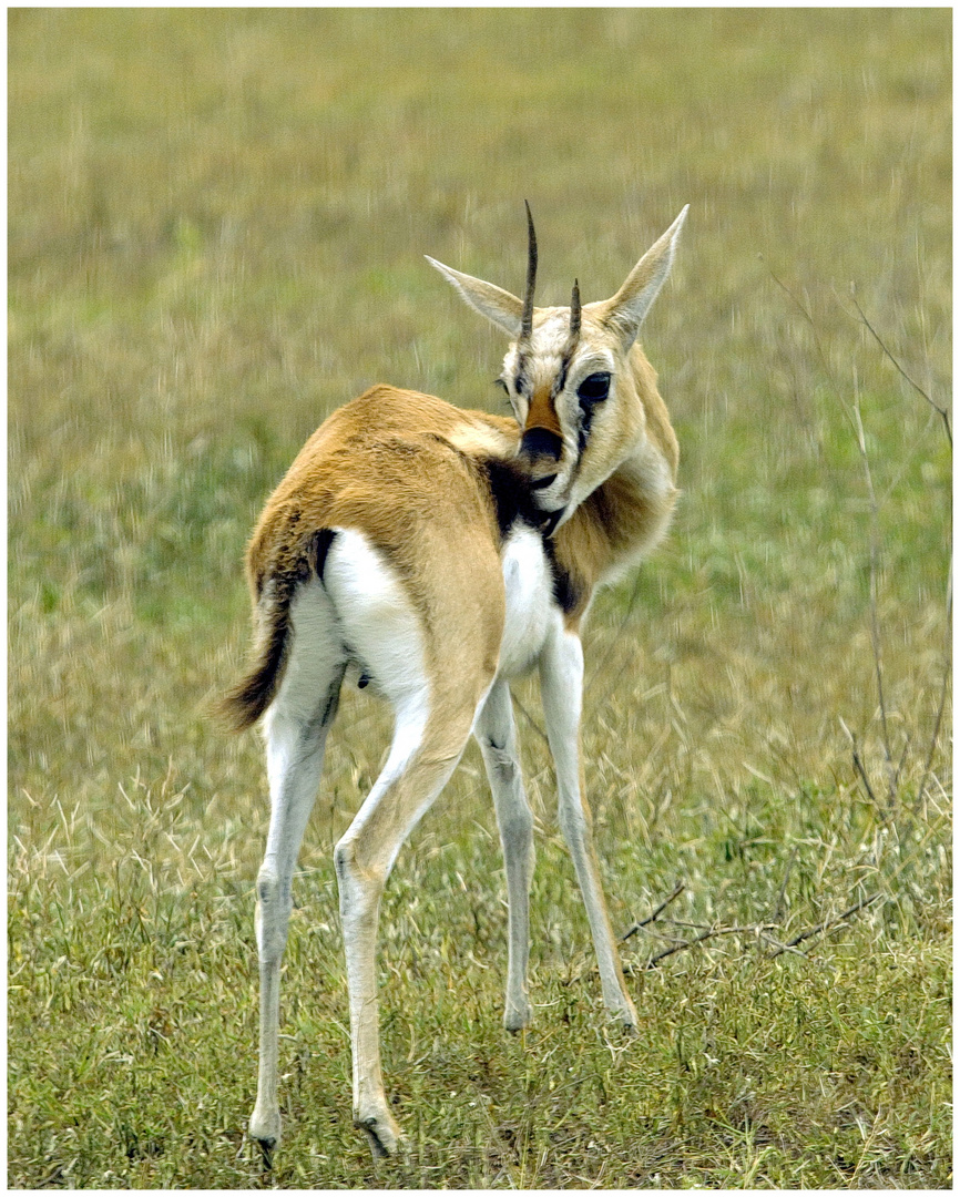 Steinböckchen