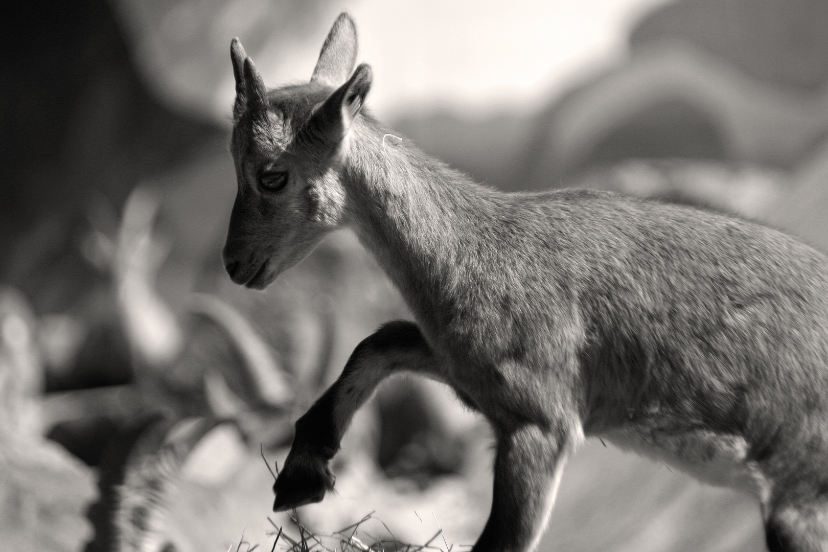 Steinböckchen (Capra ibex)