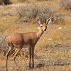 Steinböckchen im Etosha-Nationalpark