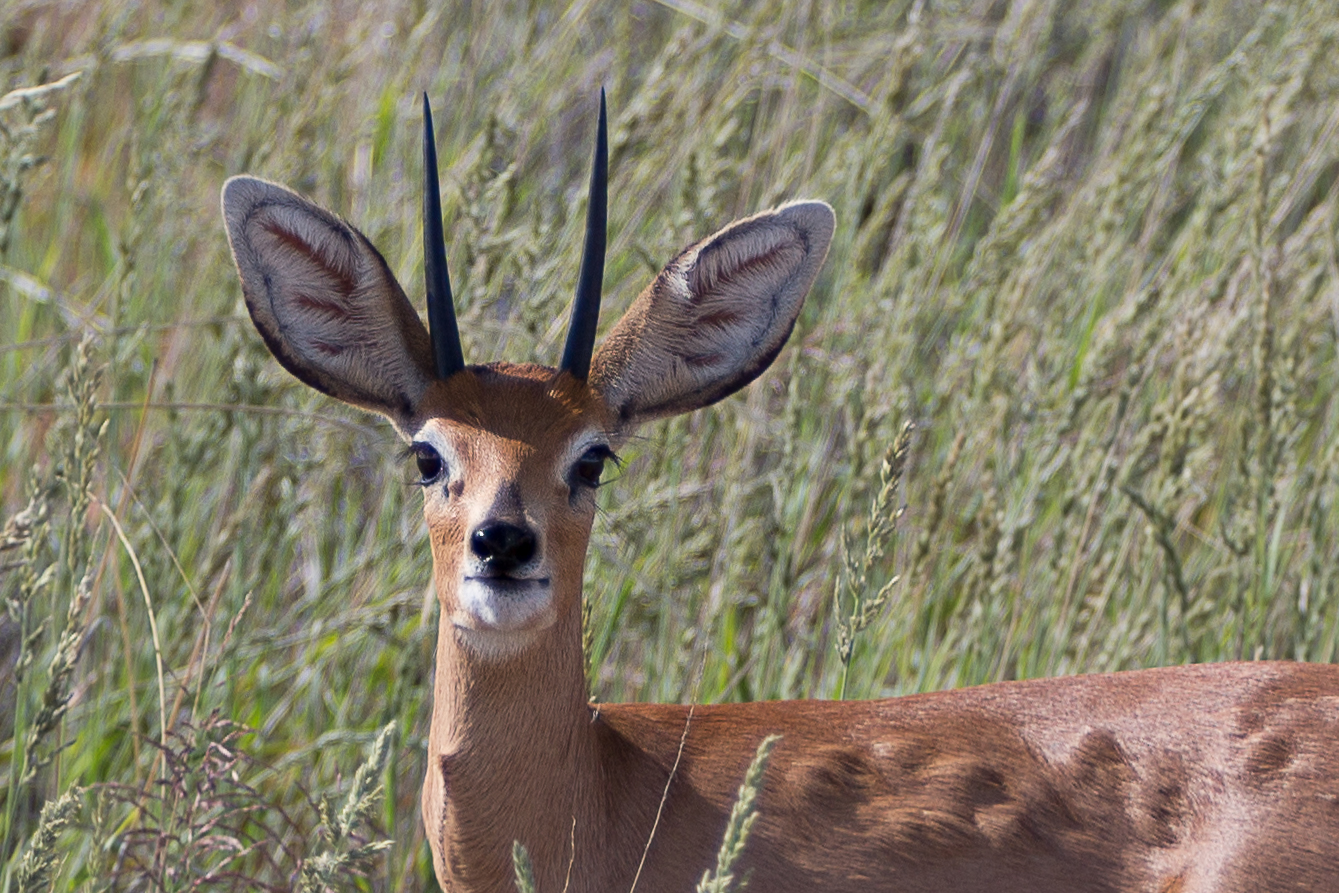 Steinböckchen im Kgalagadi Transfrontier Park