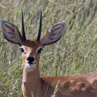 Steinböckchen im Kgalagadi Transfrontier Park