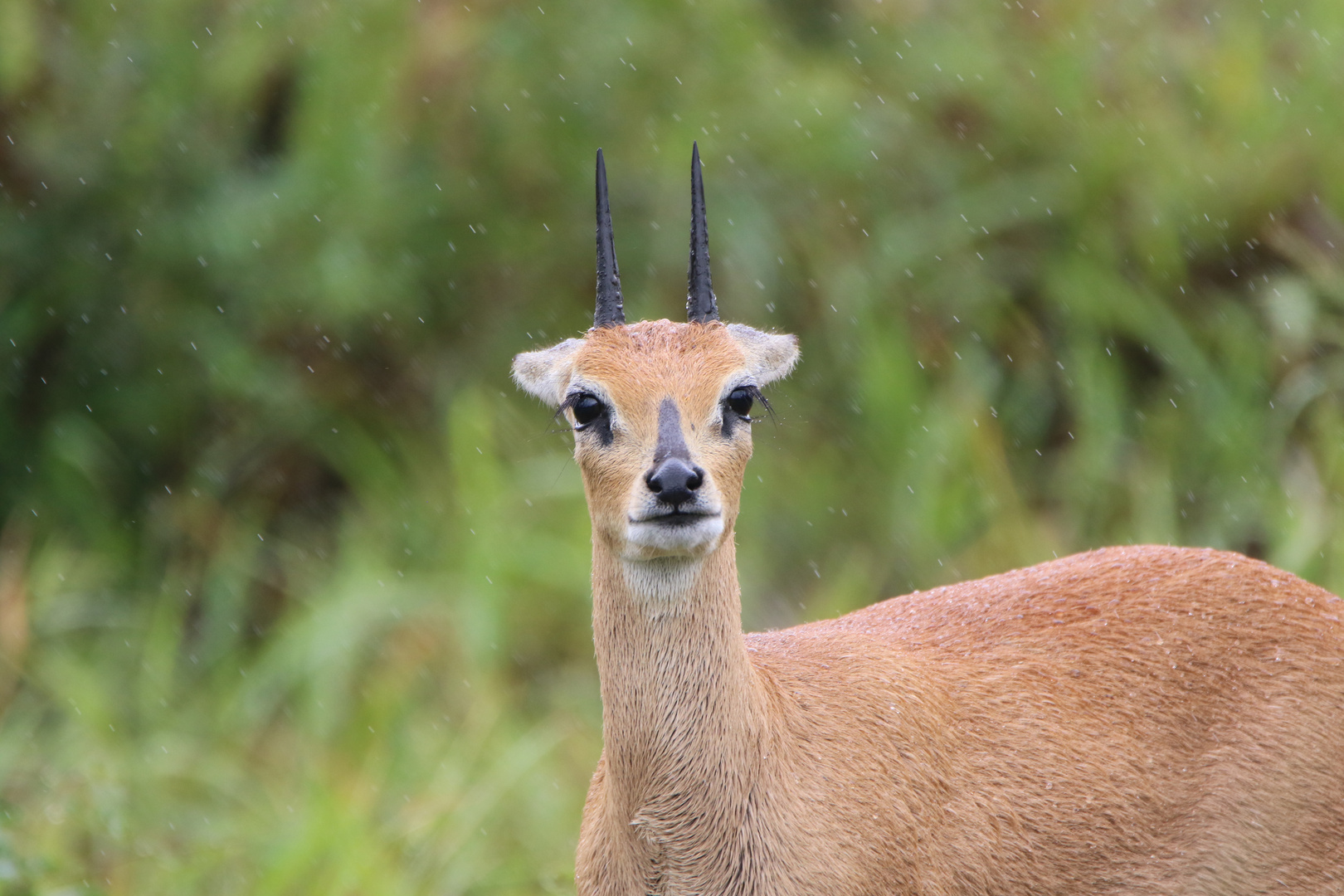 Steinböckchen im Regen 