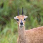 Steinböckchen im Regen 