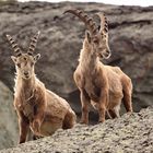 Steinböcke 1 (Capra ibex)