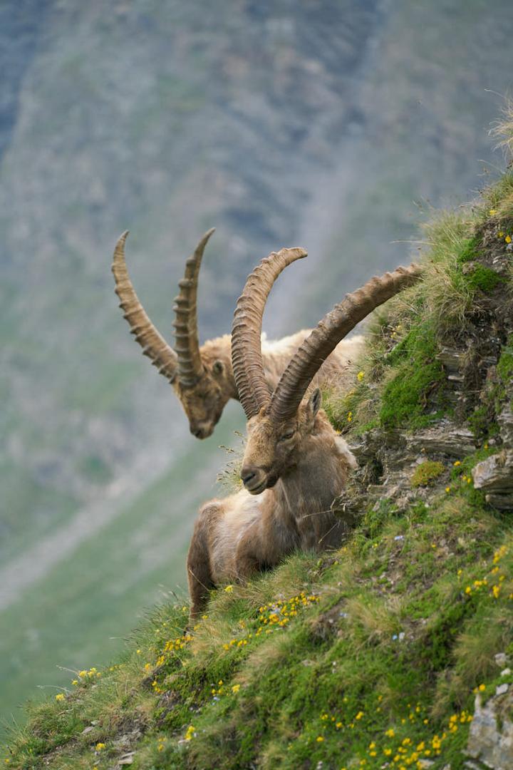 Steinböcke am Colle dell'Agnello