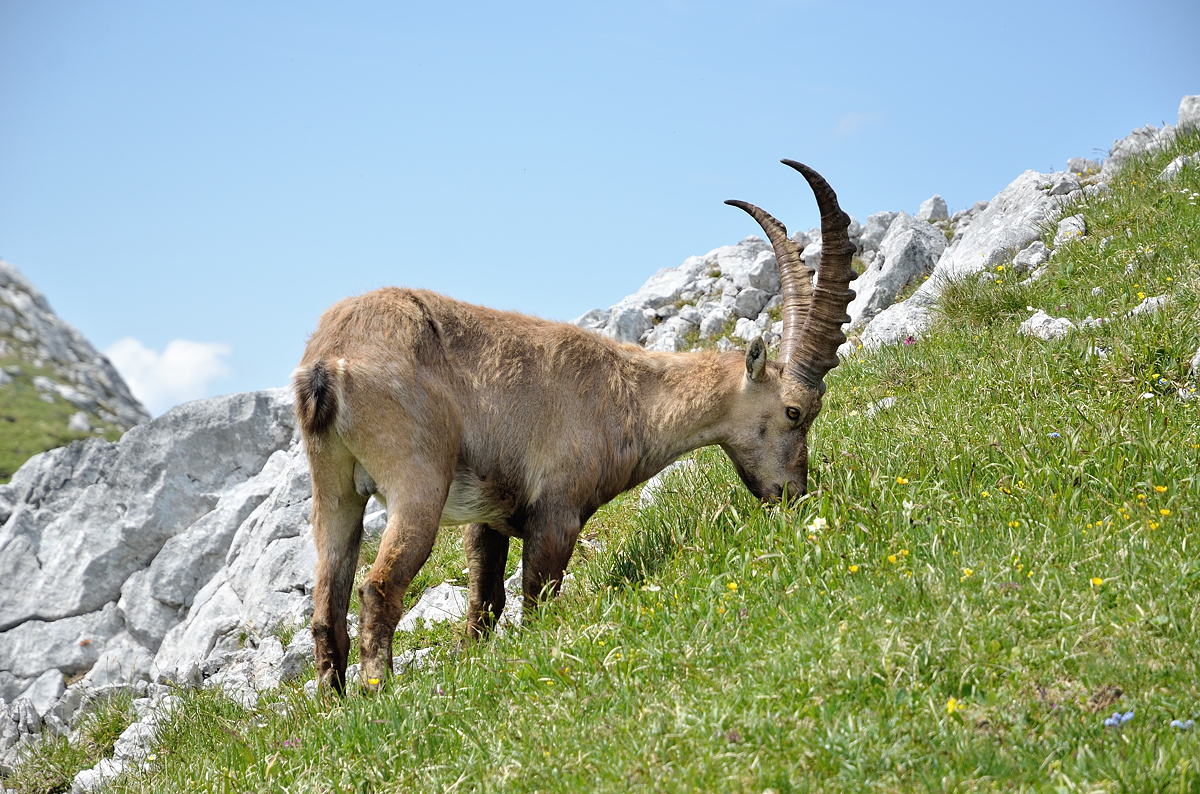 Steinböcke am Hochschwab