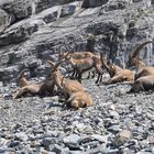 Steinböcke bei der Fründenhütte