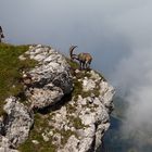 Steinböcke beim Pilatus