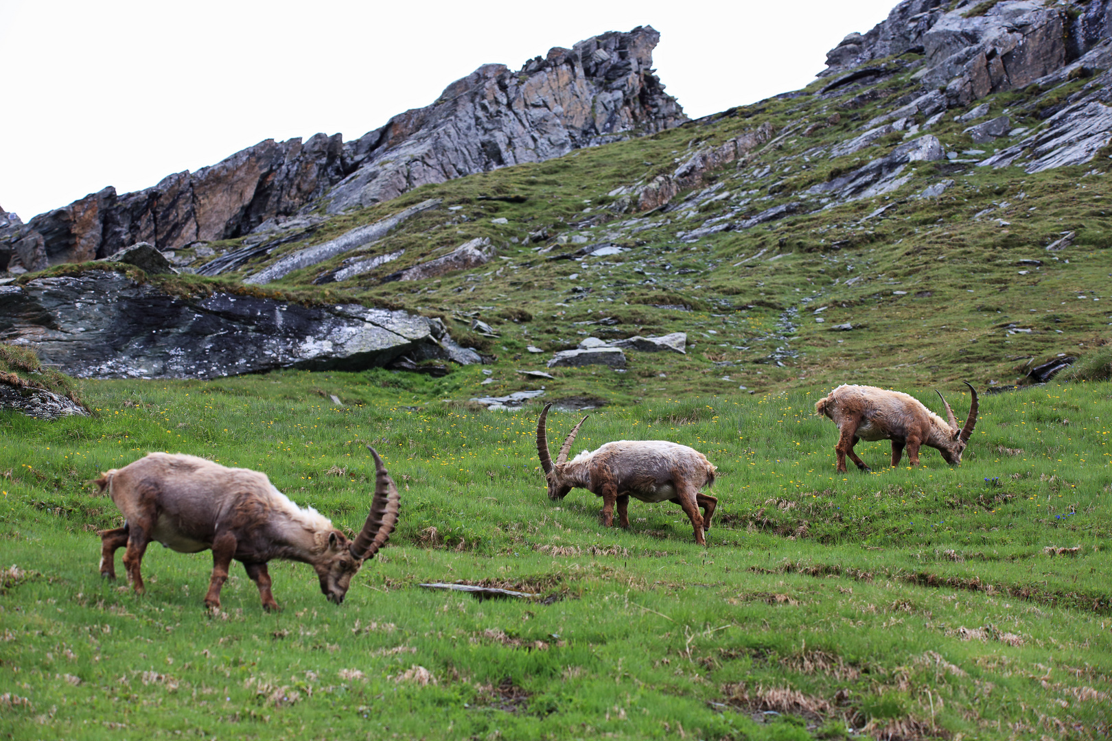 Steinböcke Hohe Tauern