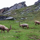 Steinböcke Hohe Tauern