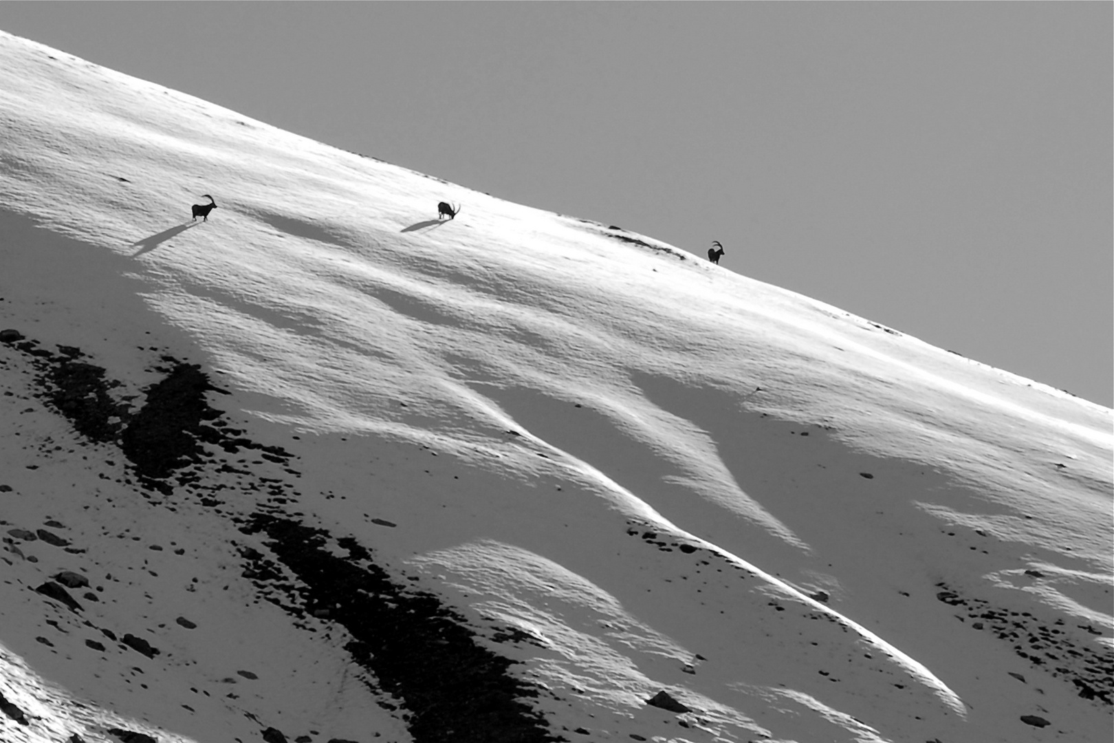 Steinböcke im ersten Schnee