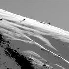 Steinböcke im ersten Schnee