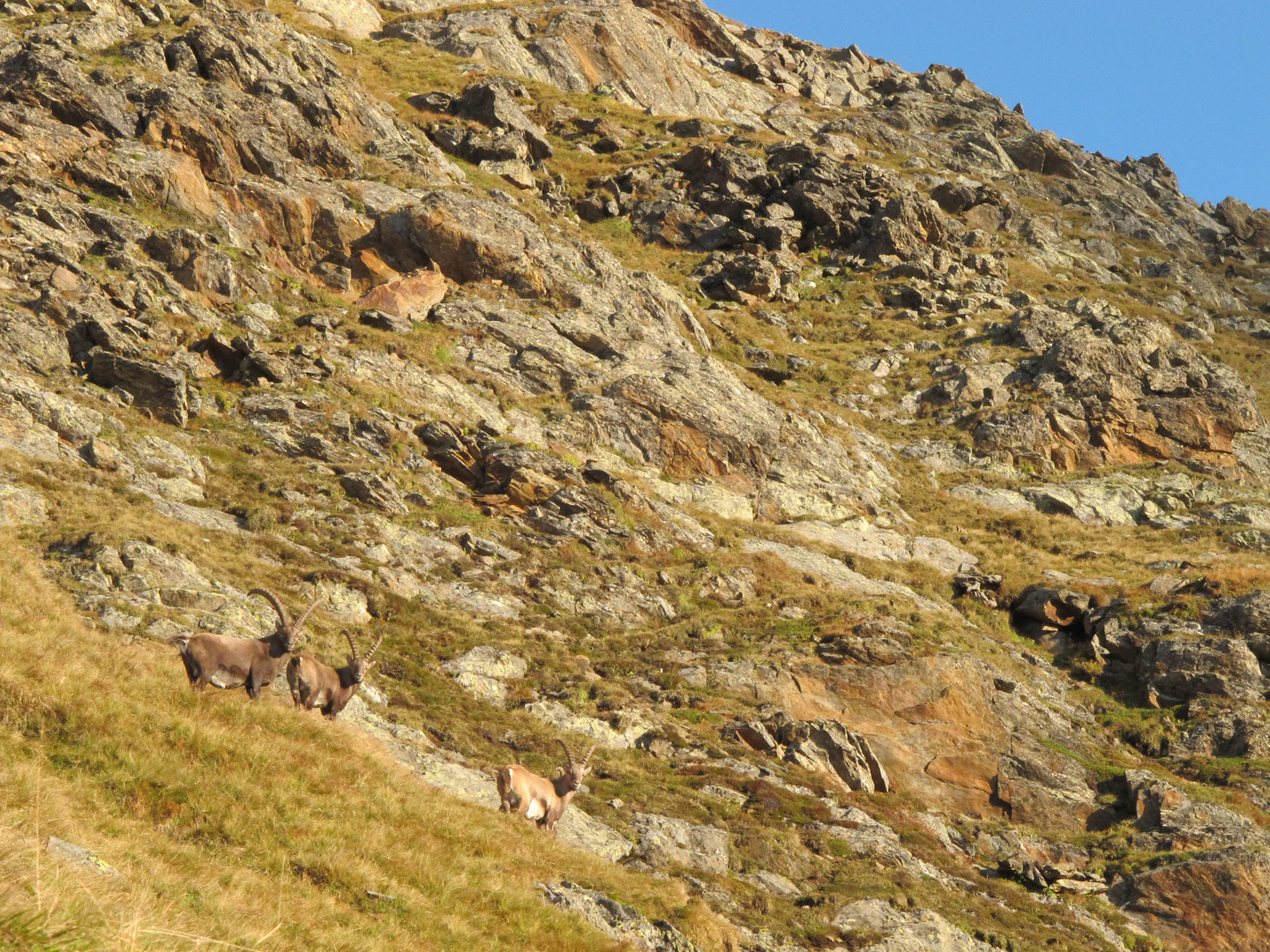 Steinböcke im Hochstubai