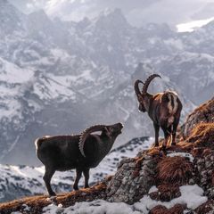 Steinböcke im Karwendel