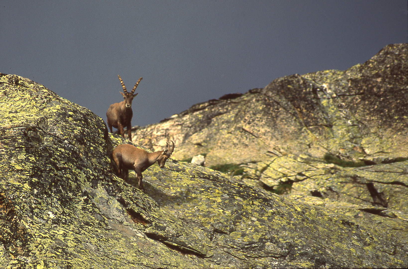 Steinböcke im Nationalpark Gran Paradiso