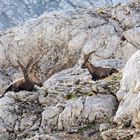 Steinböcke im Triglav Nationalpark