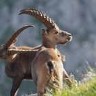 Steinböcke in den Berchtesgadener Alpen