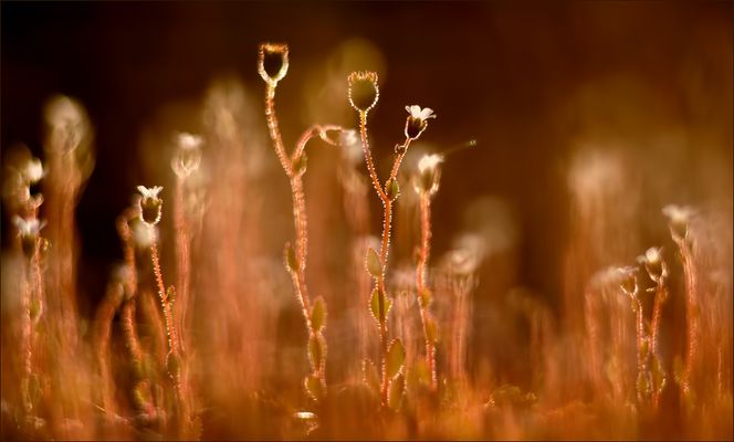 - Steinbrech im letzten Licht -