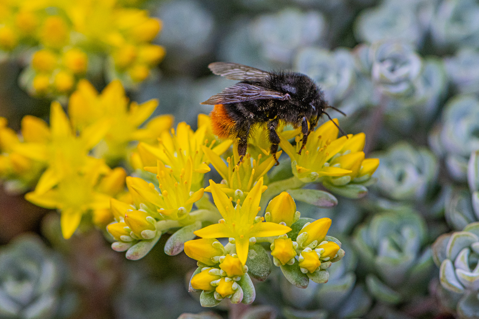 Steinbrech mit Steinhummel.