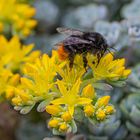 Steinbrech mit Steinhummel.