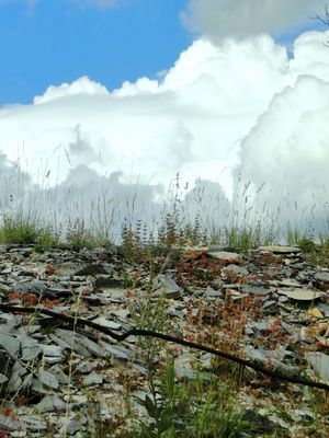 Steinbruchhalden als Lebensräume