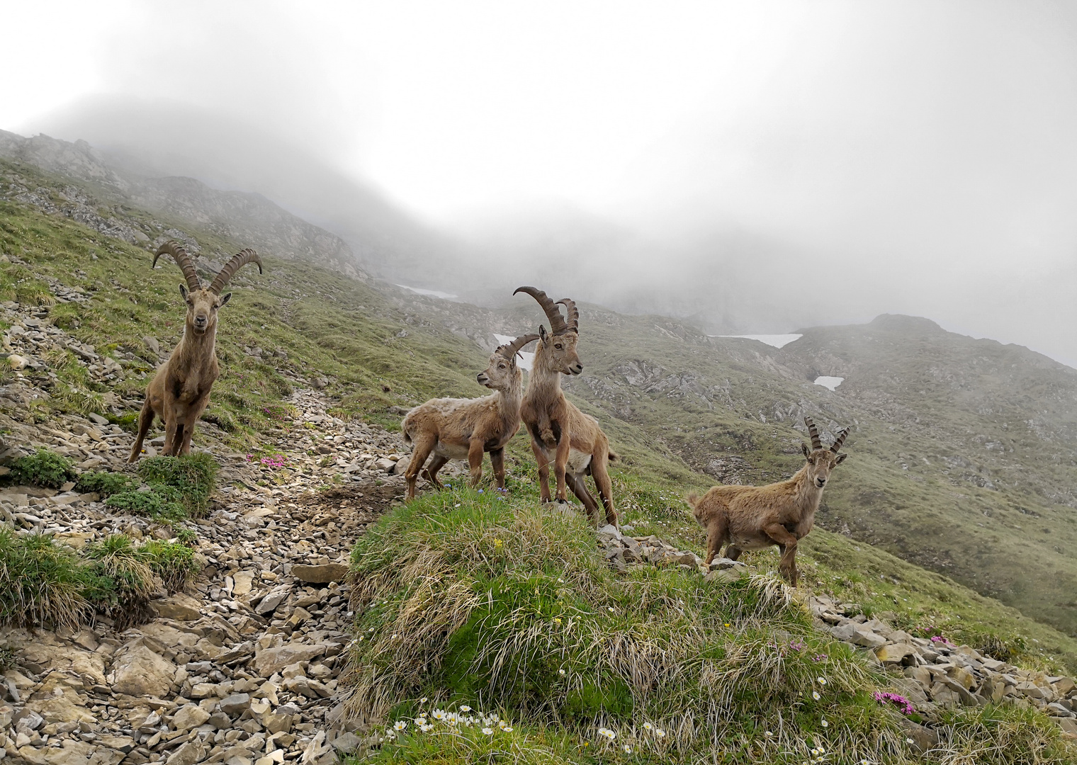 Steinbücke am Pilatus