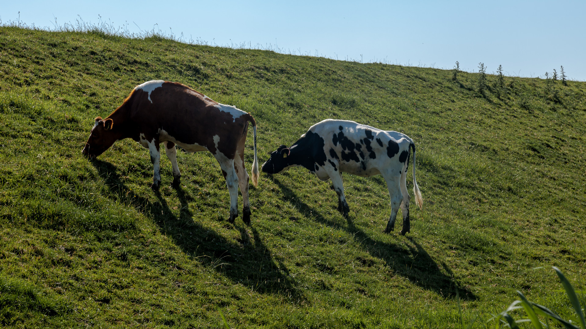 steinburger deichschafe